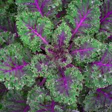 Red Russian Kale Seeds | Non-GMO | Cold Tolerant | Brassica oleracea | Purple Stems, Tender Leaves | USDA Zones 3-9