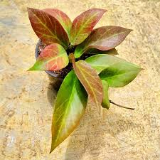 Hoya Sunrise Starter Plant - 5-7 Inches - Tropical Houseplant with Stunning Foliage & Fragrant Flowers - Hoya sp.