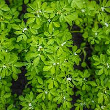 100 Fenugreek Herb Seeds - Aromatic Culinary Herb - Trigonella foenum-graecum - Fast-Growing, Non-GMO, Easy to Grow