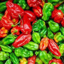 10 Aji Dulce Pepper Seeds, Sweet Mild Caribbean Pepper, Capsicum chinense, Non-GMO for Garden and Container Planting