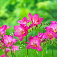 Freesia Bulbs - 5 Pack Single Pink Fragrant Flowers, Freesia, Perfect for Gardens & Containers, USDA Zones 9-10