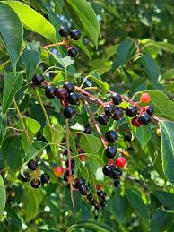Rum Cherry Tree Bare Root Plant 18-24" Wild Black Cherry Prunus serotina - Wildlife-Friendly, White Flowers, Edible Fruit