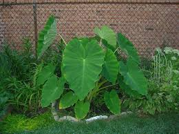 15 Colocasia Esculenta Bulbs - Elephant Ear Taro, Gabi, Kalo - Ready to Grow Tropical Plants for Lush Garden Foliage