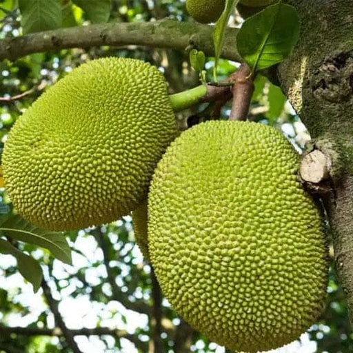 10 Red Jackfruit Seeds - High Germination Tropical Fruit Seeds - Artocarpus heterophyllus - Easy to Grow for Home Orchard