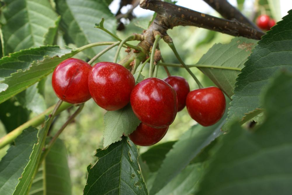 10+ Penny Cherry Seeds - Sweet Deep Red Fruit, Cold-Hardy Cherry Tree, Self-Fertile - Prunus avium