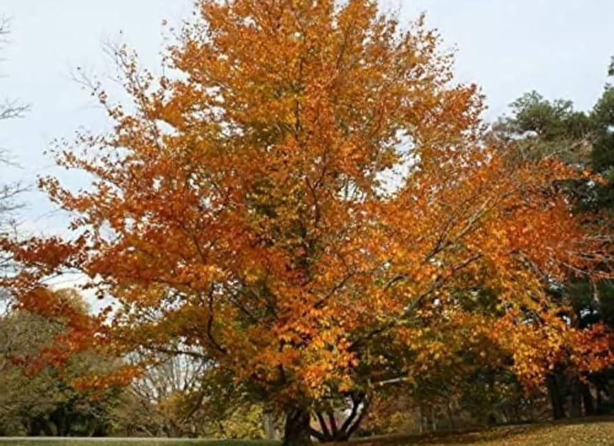 American Beech Tree - 1-2 Feet Live Bare Root Plant - Fagus grandifolia - Shade Tree for Zones 3-9 - Wildlife Friendly