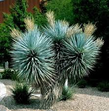 10 Blue Yucca Tree Seeds, Cold Hardy Xeriscape Plant, Drought Tolerant, Yucca rigida - Rare Agave-Like Desert Plant