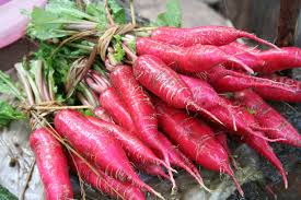 500+ China Rose Radish Seeds, Heirloom Winter Variety, Crisp & Spicy, Raphanus sativus