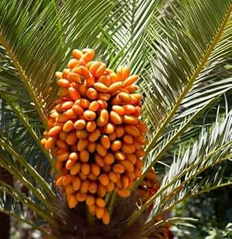 10 Canary Island Date Palm Seeds, Hardy Tropical Palm, Phoenix Canariensis, Indoor/Outdoor Plant, Landscaping, Exotic Garden