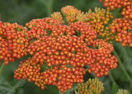 1500 Seeds Yarrow Sunset Mix, Gold & Red Perennial Flowers, Pollinator-Friendly, Non-GMO, Achillea millefolium, Drought-Tolerant