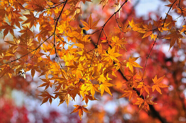 10 Seeds Acer Mono Painted Maple Tree, Hardy Deciduous Shade Tree with Vibrant Fall Foliage - Acer mono