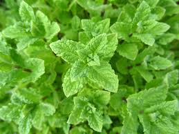 Peppermint Herb Seeds 2000 Count - Aromatic Culinary Mint (Mentha × piperita) for Tea and Gardens