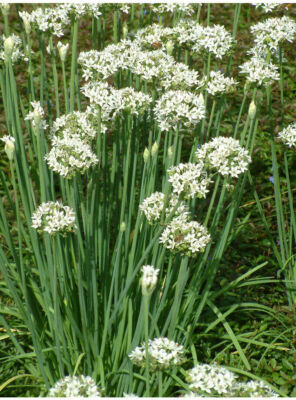 30 Bare Roots Garlic Chives Live Plants, Chinese Leeks, Edible Herb, Allium tuberosum, Aromatic, Pollinator-Friendly