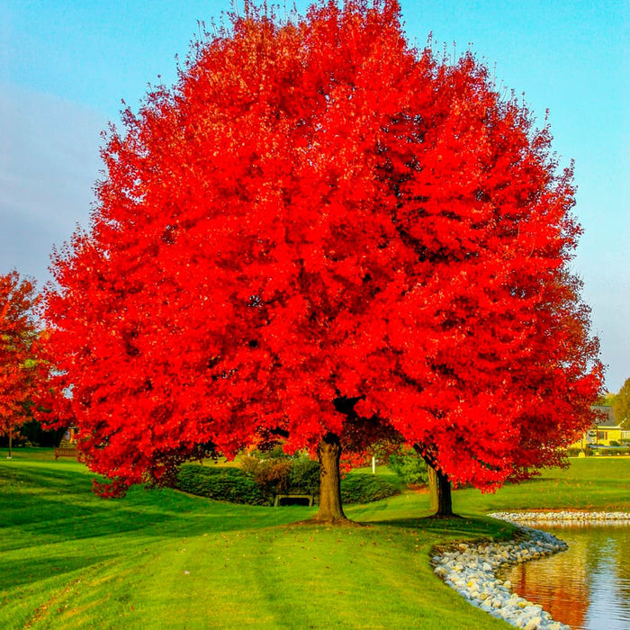 Red Maple Tree 2-Pack Live Bare Root Plants 10"-12" Acer rubrum - Fast-Growing Deciduous Tree for Shade & Ornamental Use