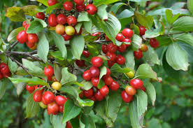 20 Cornelian Cherry Tree Seeds | Cornus mas Edible Dogwood Berry Shrub | Non-GMO Fruit-Bearing Hardy Plant for Garden