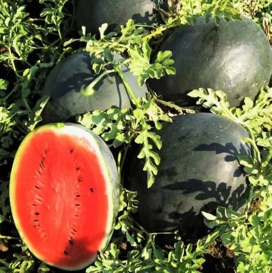 Black Diamond Watermelon Seeds - 10 Heirloom Seeds, Sweet & Juicy Melons, Citrullus lanatus