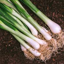 200 Evergreen Bunching Onion Seeds - Allium fistulosum - Heirloom, Non-GMO, Fast-Growing Green Onions for Salads & Cooking