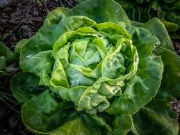 500 Seeds Buttercrunch Lettuce, Sweet & Tender, Lactuca Sativa, Heat-Tolerant, Vibrant Green Leaf Variety for Gardens