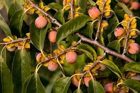 2 Bare Root Diospyros virginiana American Persimmon Trees - 10"-12" Edible Fruit Plants for Zones 4-9, Orange Fall Fruits