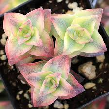 Crassula Perforata 'String of Buttons' | 2 Live 2” Bare Root Succulent | Easy-Care Trailing Plant with Stacked Green Leaves