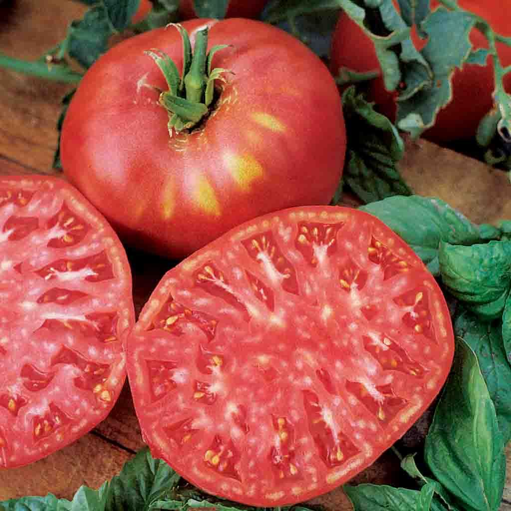 Pink Brandywine Tomato Seeds | Heirloom Non-GMO | Large Rosy Pink Fruit | Solanum lycopersicum | 85 Days | USDA Zones 3-10