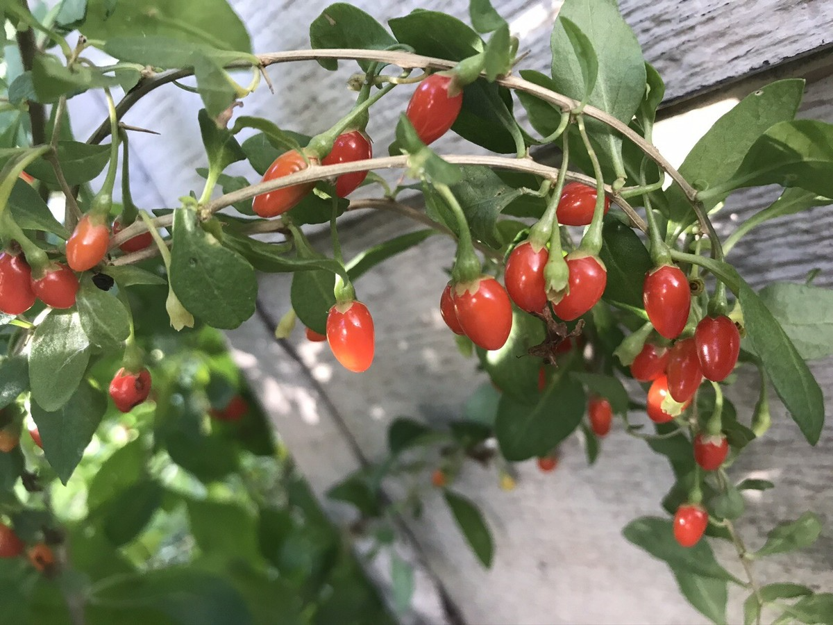 Goji Berry Bare Root Plants - 3 Pack, 4"-8" - Nutrient-Rich Superfood (Lycium barbarum) - Perfect for Home Gardens