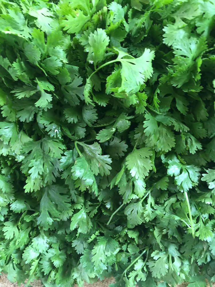 100 Seeds Santo Cilantro Herb - Coriandrum sativum | Bolt-Resistant Culinary Herb for Salsas & Salads