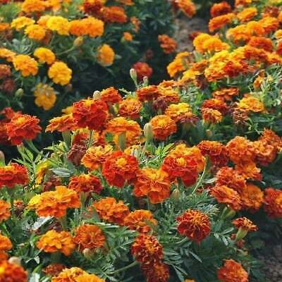 Sparky Mix Marigold Seeds | Non-GMO | Orange Yellow Red Blooms | Pest Repellent | Tagetes erecta | Easy to Grow