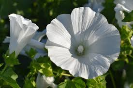40 Seeds Rose Mallow Dwarf White Hibiscus moscheutos Hardy Perennial Compact Flowering Plant Attracts Pollinators