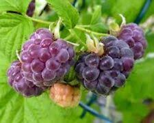 10 Bare Root Starter Plants Black Raspberry, Mysore Variety (Rubus niveus), High-Yield Perennial, Edible Garden