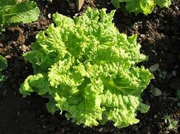 Black Seeded Simpson Lettuce Seeds - 1000 Heirloom Seeds, Fast-Growing & Crisp, Lactuca sativa, Ideal for Gardens & Containers