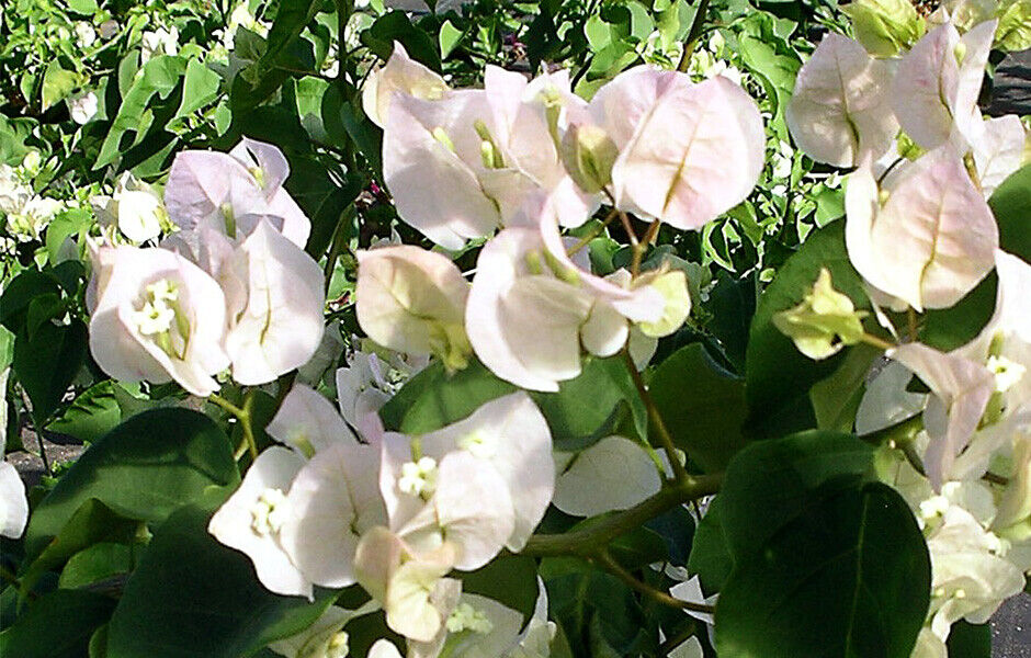 Vera White Bougainvillea Starter Plant | Well-Rooted Plug | Evergreen Vine | Bougainvillea | Live Plant | USDA Zones 7+