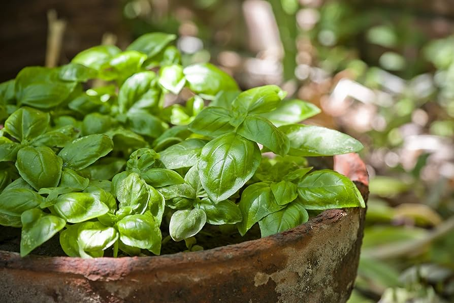 Dwarf Greek Basil Seeds, 200 Heirloom Non-GMO, Ocimum basilicum, Compact & Fragrant, Perfect for Containers
