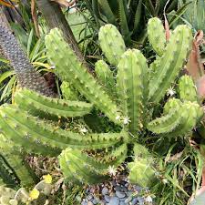 Rooted Cactus Cutting - 10-12" Myrtillocactus Geometrizans, Black Spines, Blue Candle Cactus, Hardy Outdoor Plant