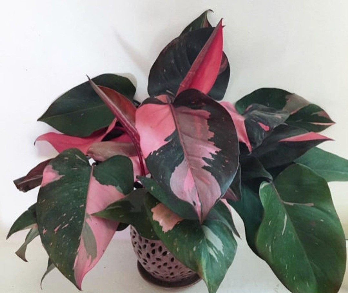 Pink Princess Philodendron Starter Plant - Small Rooted Variegated Pink & White Foliage - Philodendron erubescens - Indoor/Outdoor