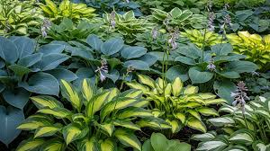 50 Hosta Seeds Mix - Perennial Shade Plant, Hardy Garden Starter, Decorative Foliage - Hosta spp.