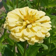 Isabellina Phlox Seeds 100+ Pack | Soft Butter-Yellow Blooms | Phlox drummondii | Compact Annual for Borders & Pollinators