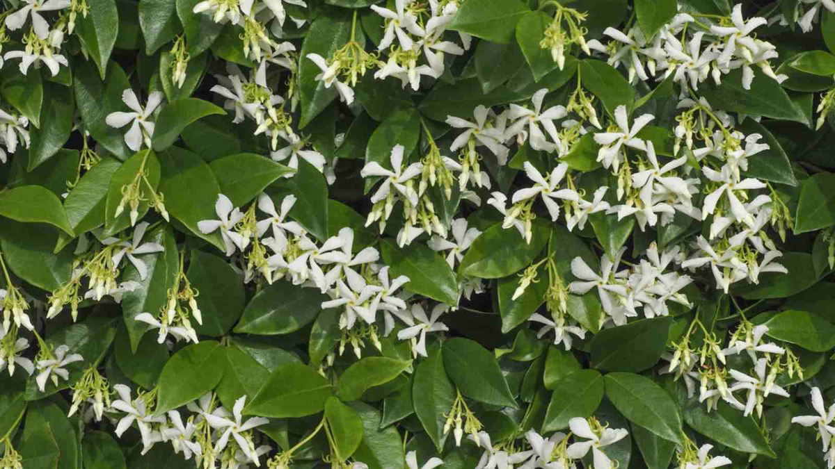 Star Jasmine Cuttings - 7 Live 6" Unrooted, Fragrant White Blooms, Trachelospermum jasminoides, Fast-Growing, USDA Zones 8-10