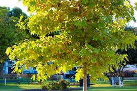 American Sycamore Tree Starter Plant | Live Bare Root | Fast-Growing Shade Tree | Platanus occidentalis | 2-3 Feet Tall