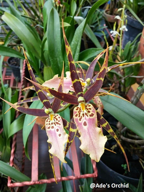 Blooming Size Miltonia Hybrid Orchid | Unique New Cross with Spotted Blooms | Live Plant in 3.25" Pot | Miltonia Regnelii x Spectabilis