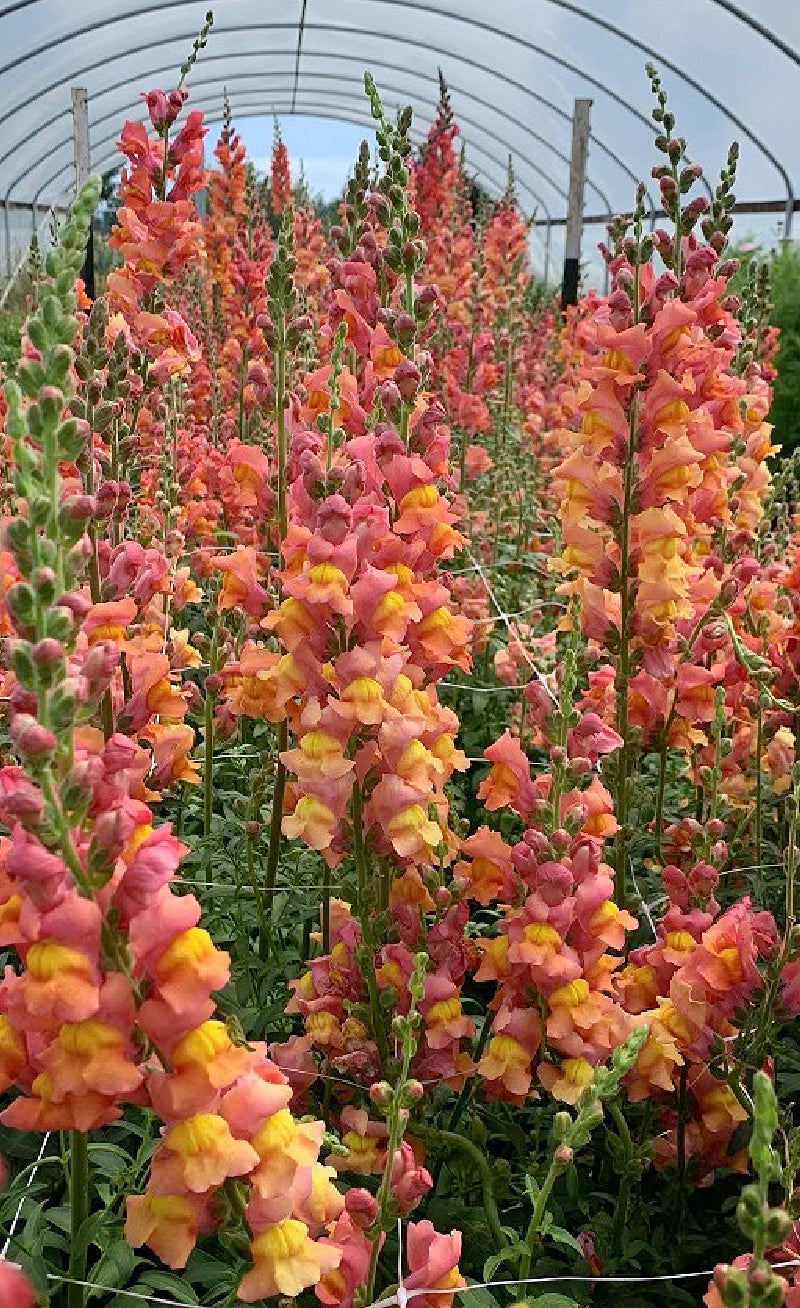 Snapdragon Seeds 1000+ Orange Wonder Antirrhinum majus Double-Petaled Blooms for Garden & Cut Flowers
