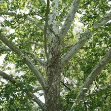 American Sycamore Tree 2-3 Ft Live Bare Root Plant Platanus occidentalis Fast-Growing Shade Tree Zones 4-9