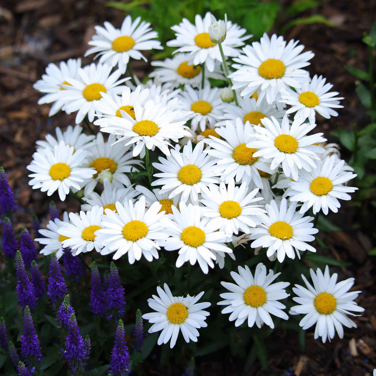 Shasta Daisy Seeds 100mg - Leucanthemum × superbum - Hardy Perennial with White Blooms - Pollinator-Friendly Garden Seeds