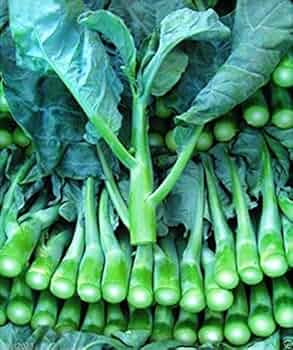 150 Seeds Chinese Broccoli Kailaan - Brassica oleracea var. alboglabra - Open Pollinated Culinary Vegetable Seeds