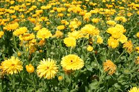 300mg Calendula Seeds - Pacific Beauty Yellow Dark - Edible Blooms, Calendula officinalis - Golden Flowers for Gardens