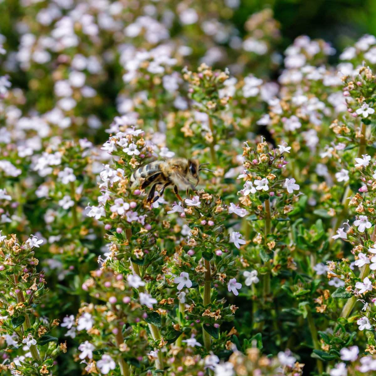 Thyme Seeds 2200 Count - Culinary Herb for Cooking & Pollinator Gardens - Thymus vulgaris - Aromatic, Low-Maintenance, Drought-Tolerant