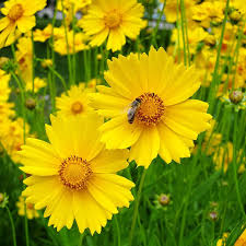 Lance Leaf Coreopsis Seeds - 25 Bright Yellow Perennial Wildflower Seeds (Coreopsis lanceolata) for Pollinators