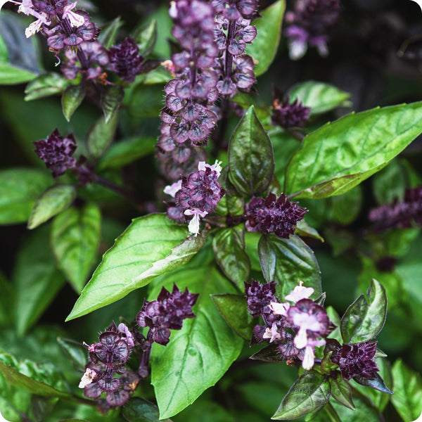 Cinnamon Basil Seeds 1200 Count, Ocimum Basilicum, Aromatic Herb with Sweet Cinnamon Flavor, Culinary Garden Essential