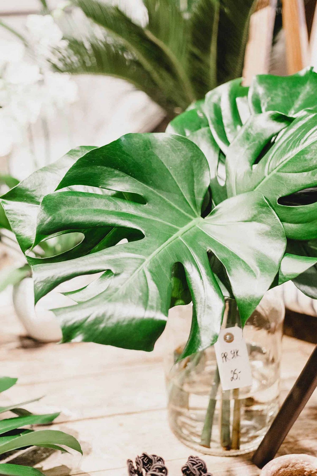 Large Monstera Deliciosa Rooted Cutting - Tropical Live Plant - Iconic Fenestrated Leaves - Monstera deliciosa