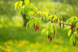 10 Seeds Boxelder Maple Tree - Fast-Growing Shade Tree with Unique Green Foliage - Acer negundo